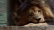 Międzynarodowy Dzień Lwa w Gdańskim ZOO
Międzynarodowy Dzień Lwa w Gdańskim ZOO