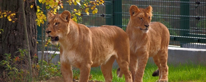 Budowa wybiegu i pawilonu dla lwów