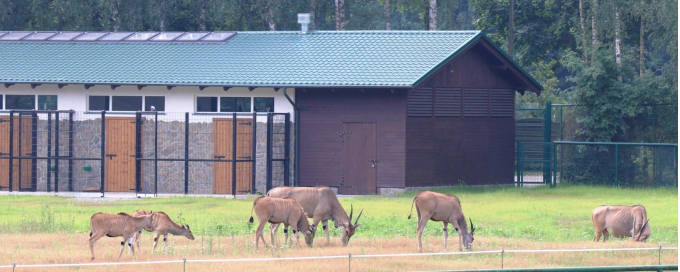 Budowa pawilonu dla antylop eland.